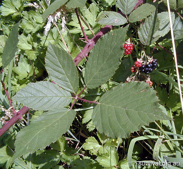 Blackberries - Rubus fruticosus - Ark.au