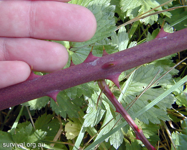 Blackberries - Rubus fruticosus - Ark.au