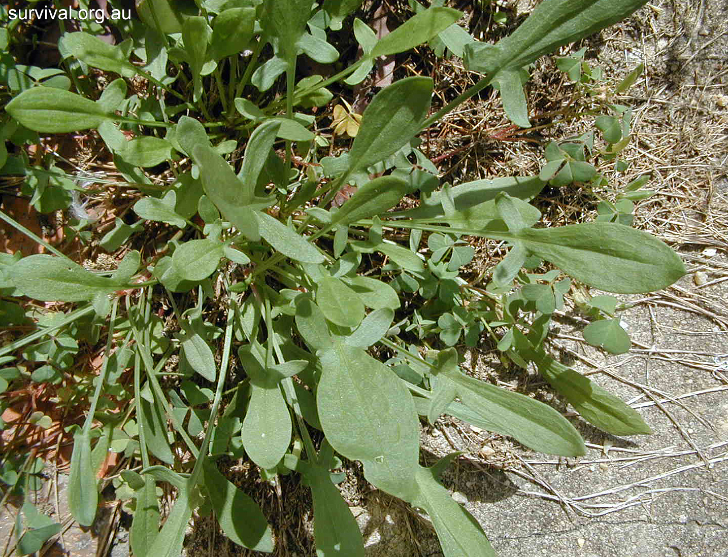 Sheep Sorrel - Australian Plant-foods - Ark.au