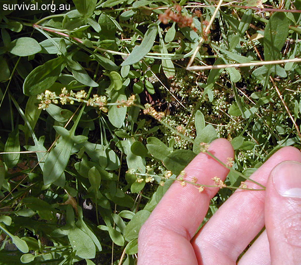 Sheep Sorrel - Rumex acetosella - Ark.au