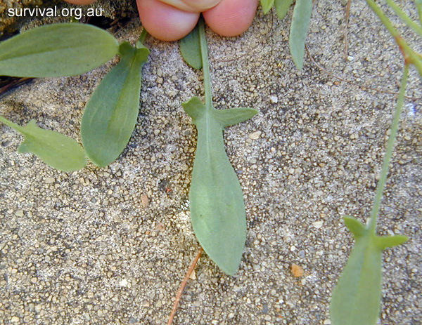 Sheep Sorrel - Rumex acetosella - Ark.au