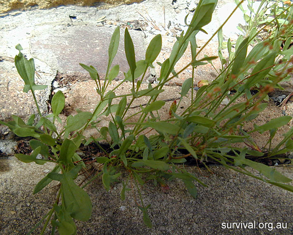 Sheep Sorrel - Rumex acetosella - Ark.au