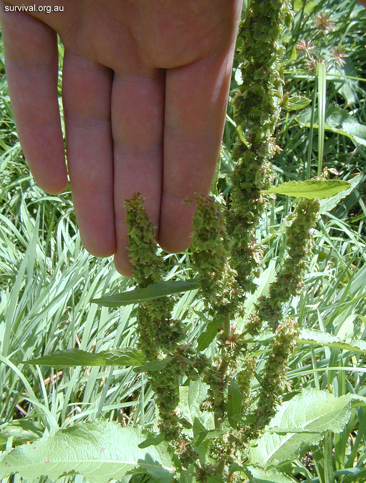 Dock - Australian Plant-foods - Ark.au