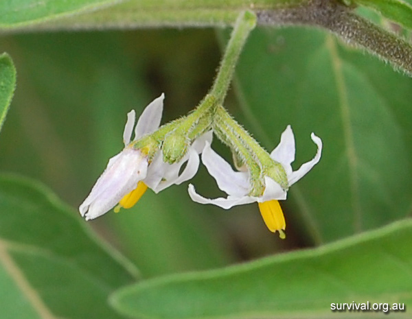 Nightshade - Australian Plant-foods - Ark.au