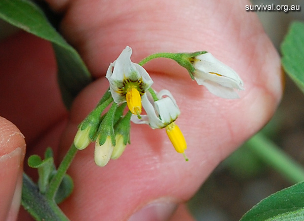 Nightshade - Solanum chenopodioides - Ark.au