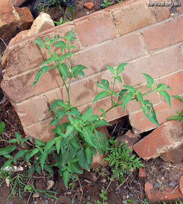 Nightshade - Solanum chenopodioides - Ark.au