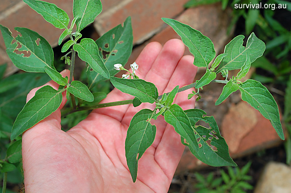 Nightshade - Solanum chenopodioides - Ark.au