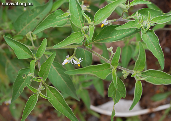 Nightshade - Solanum chenopodioides - Ark.au