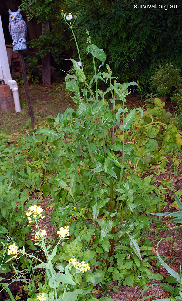 Sowthistle - Sonchus asper - Ark.au