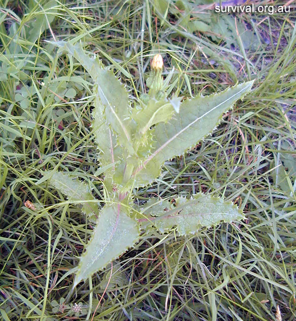 Sowthistle - Sonchus asper - Ark.au