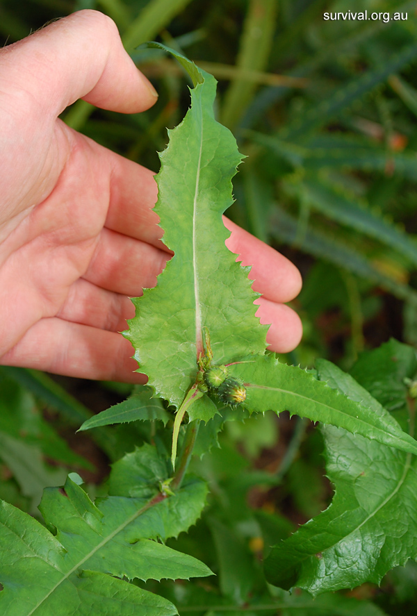 Sowthistle - Sonchus asper - Ark.au