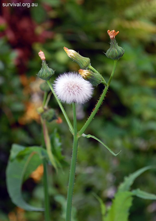 Sowthistle - Sonchus asper - Ark.au