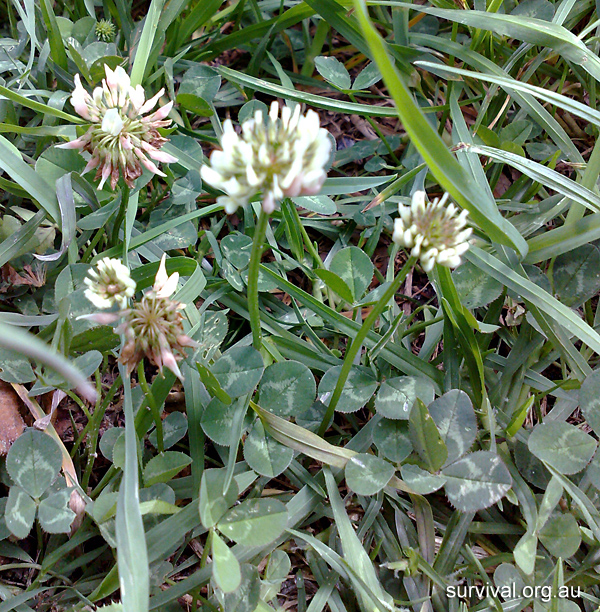 Clover - Trifolium repens - Ark.au