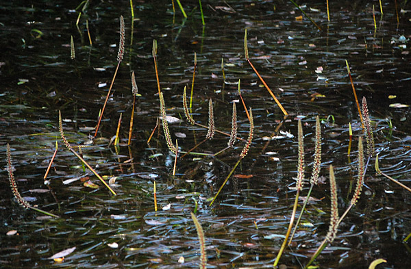 Water Ribbons - Triglochin - Ark.au