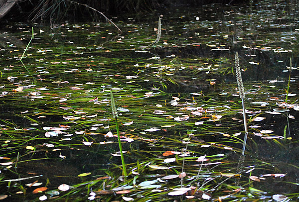 Water Ribbons - Triglochin - Ark.au