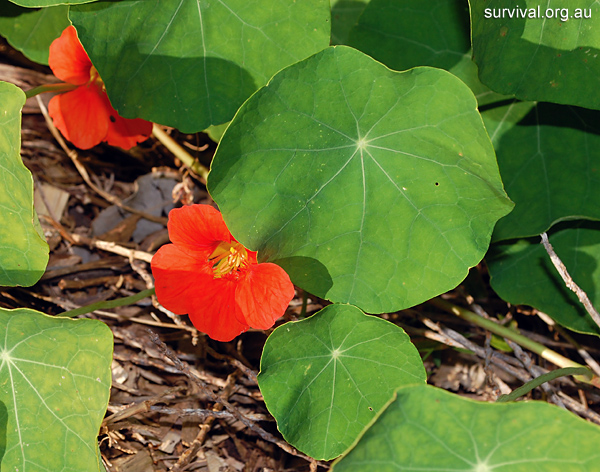 Nasturtium - Tropaeolum majus - Ark.au