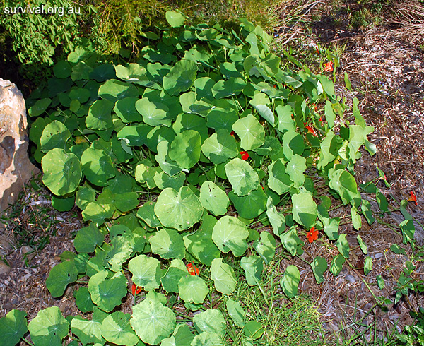 Nasturtium - Tropaeolum majus - Ark.au