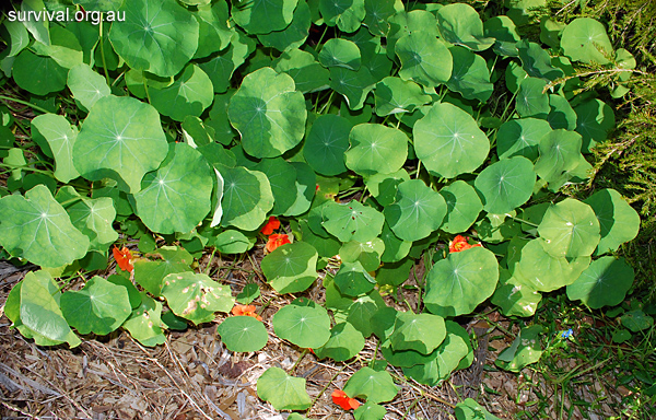 Nasturtium - Tropaeolum majus - Ark.au