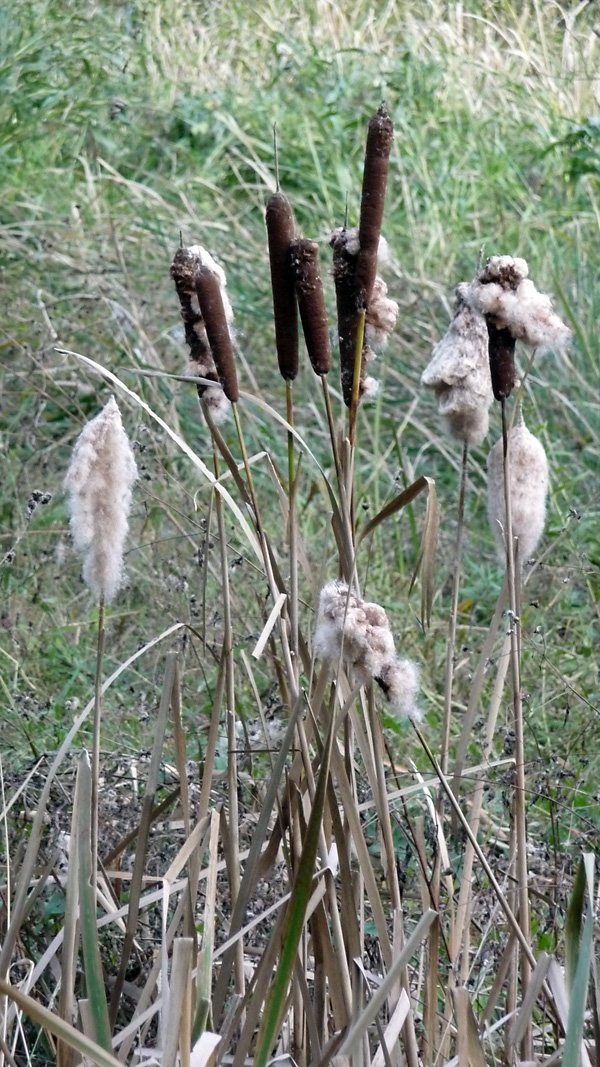 Bulrush / Cattails - Australian Plant-foods - Ark.au