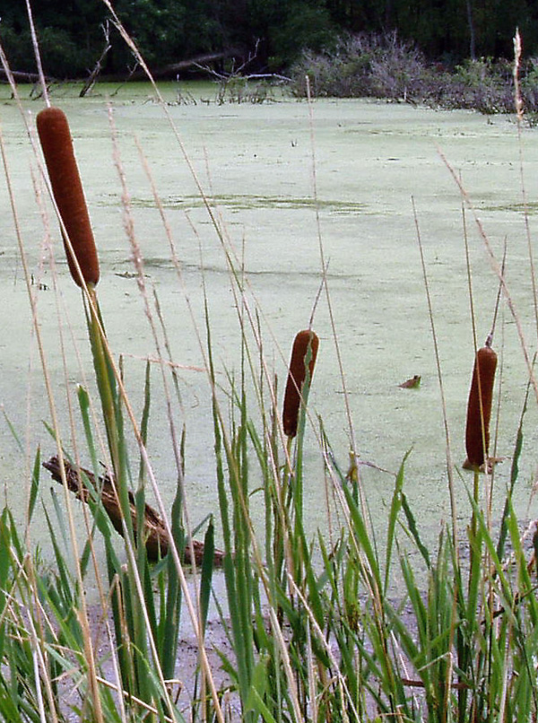 Bulrush / Cattails - Typha - Ark.au