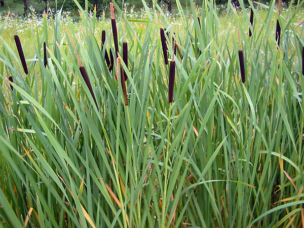 Bulrush / Cattails - Typha - Ark.au