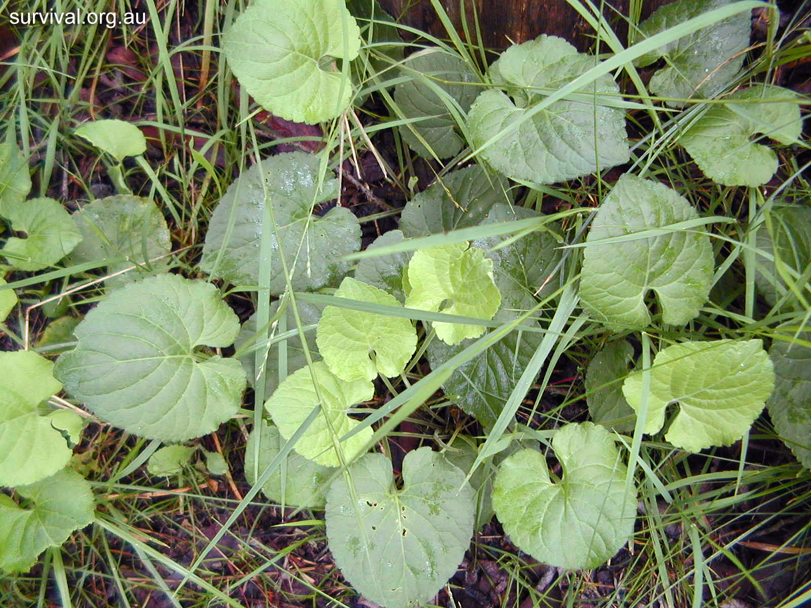 Violets - Australian Plant-foods - Ark.au