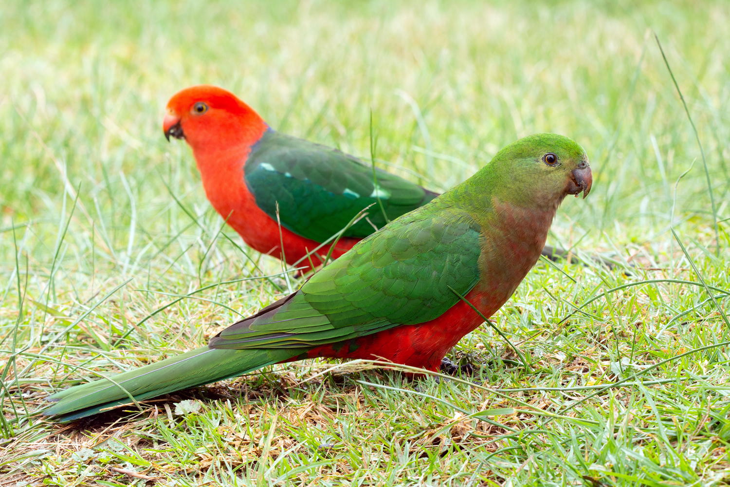 Australian King-Parrot - Australian Birds - Ark.au