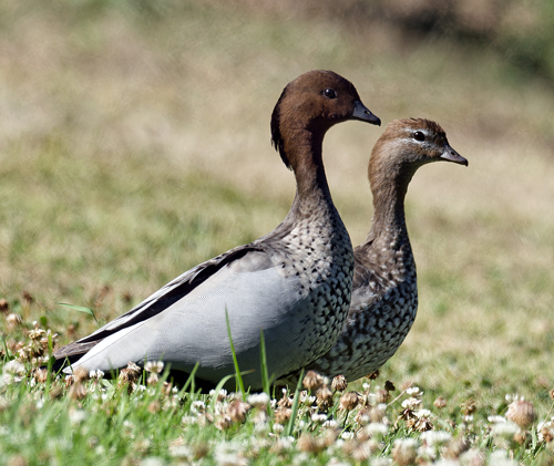 Australian Wood Duck - Ark.au