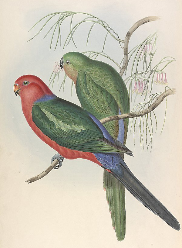 Australian King-Parrot - Ark.au