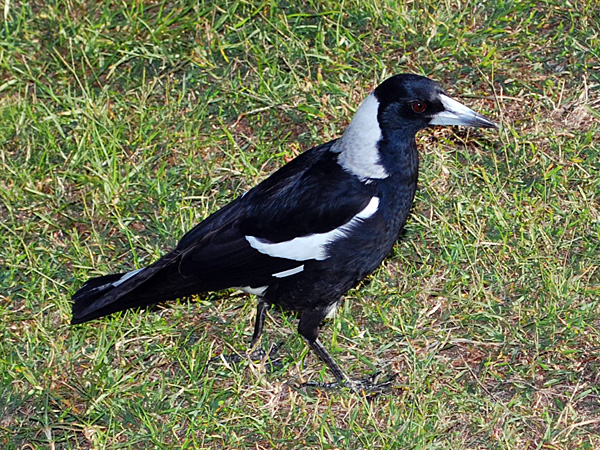 Australian Magpie - Gymnorhina tibicen - Ark.au