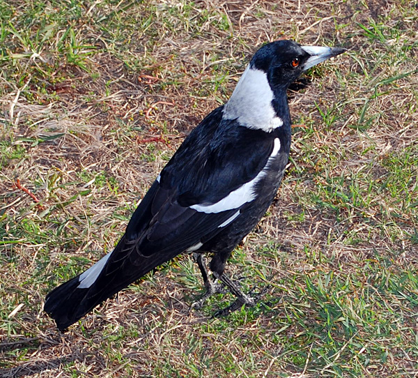 Australian Magpie - Gymnorhina tibicen - Ark.au