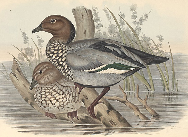 Australian Wood Duck - Ark.au
