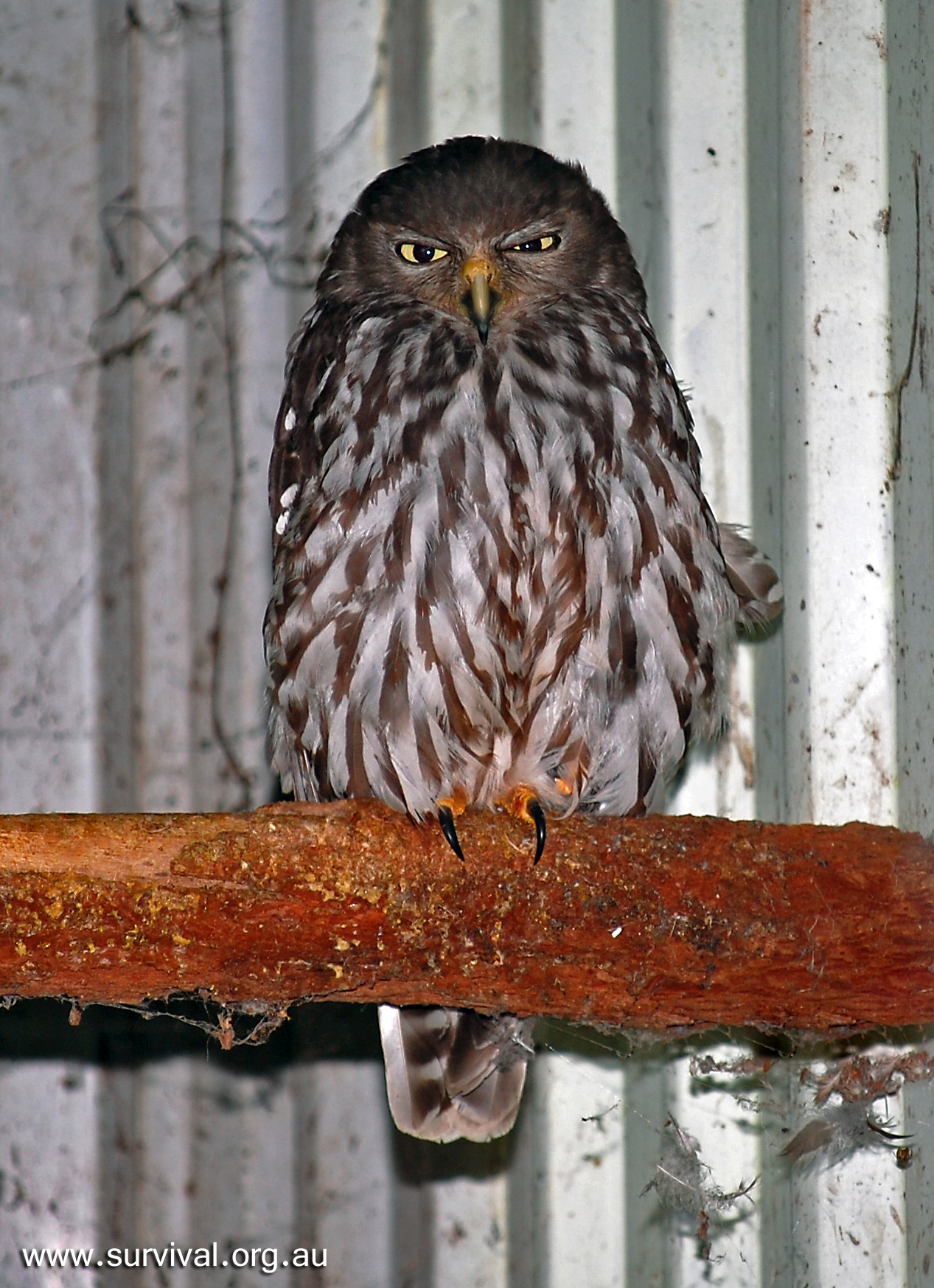 Barking Owl - Australian Birds - Ark.au