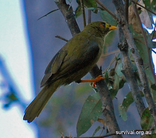 Bell Miner (Bellbird) - Ark.au