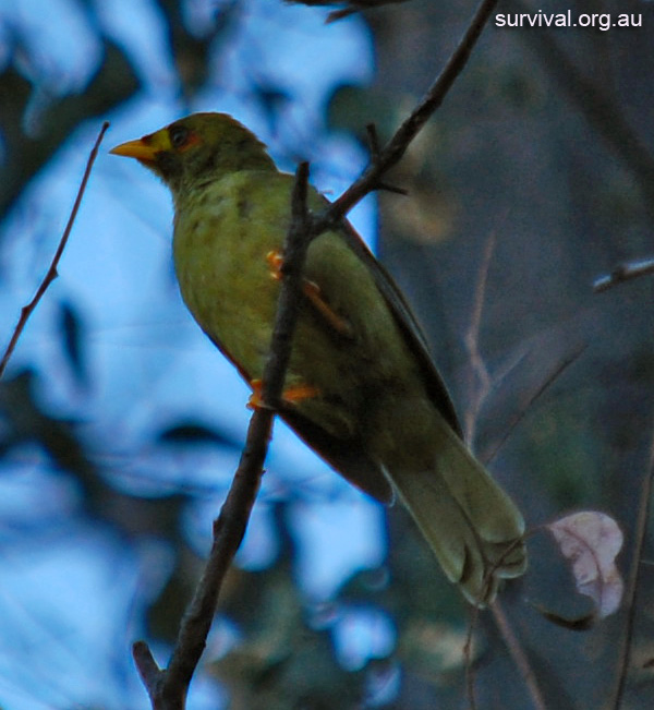 Bell Miner (Bellbird) - Manorina melanophrys - Ark.au