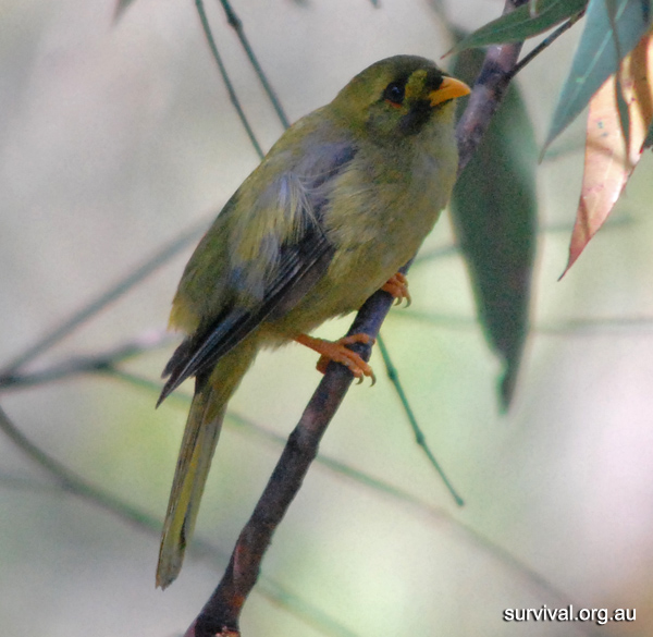 Bell Miner (Bellbird) - Manorina melanophrys - Ark.au