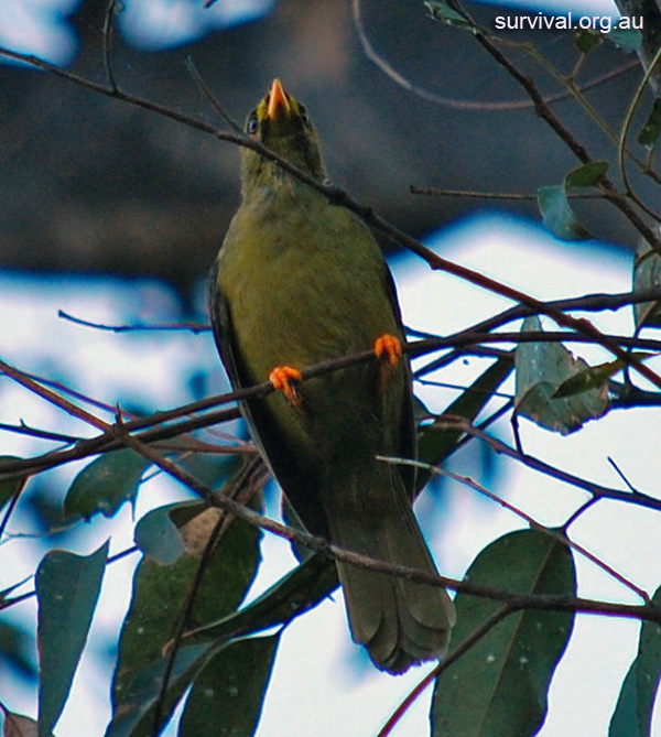 Bell Miner (Bellbird) - Manorina melanophrys - Ark.au