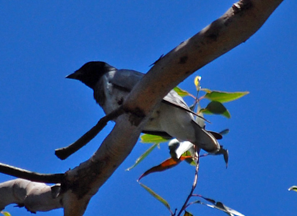 Black-faced Cuckoo-shrike - Ark.au