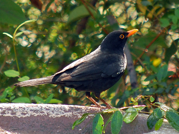 Common Blackbird - Ark.au