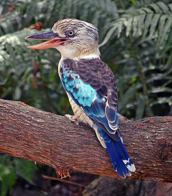 Blue-winged Kookaburra - Ark.au