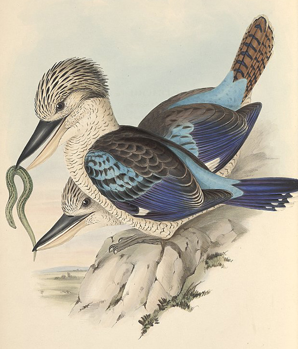 Blue-winged Kookaburra - Dacelo leachii - Ark.au