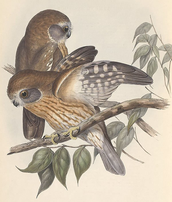 Southern Boobook (Owl) - Ark.au
