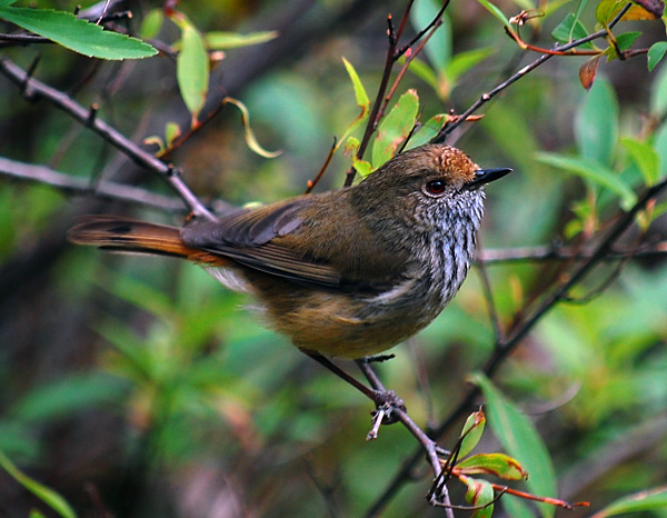 Brown Thornbill - Acanthiza pusilla - Ark.au