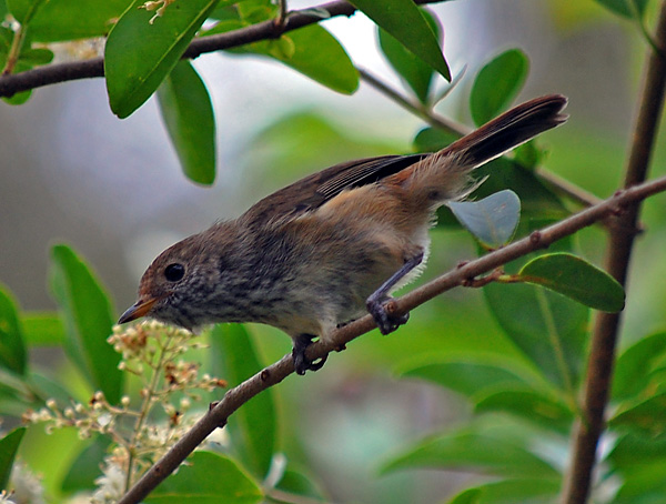 Brown Thornbill - Acanthiza pusilla - Ark.au