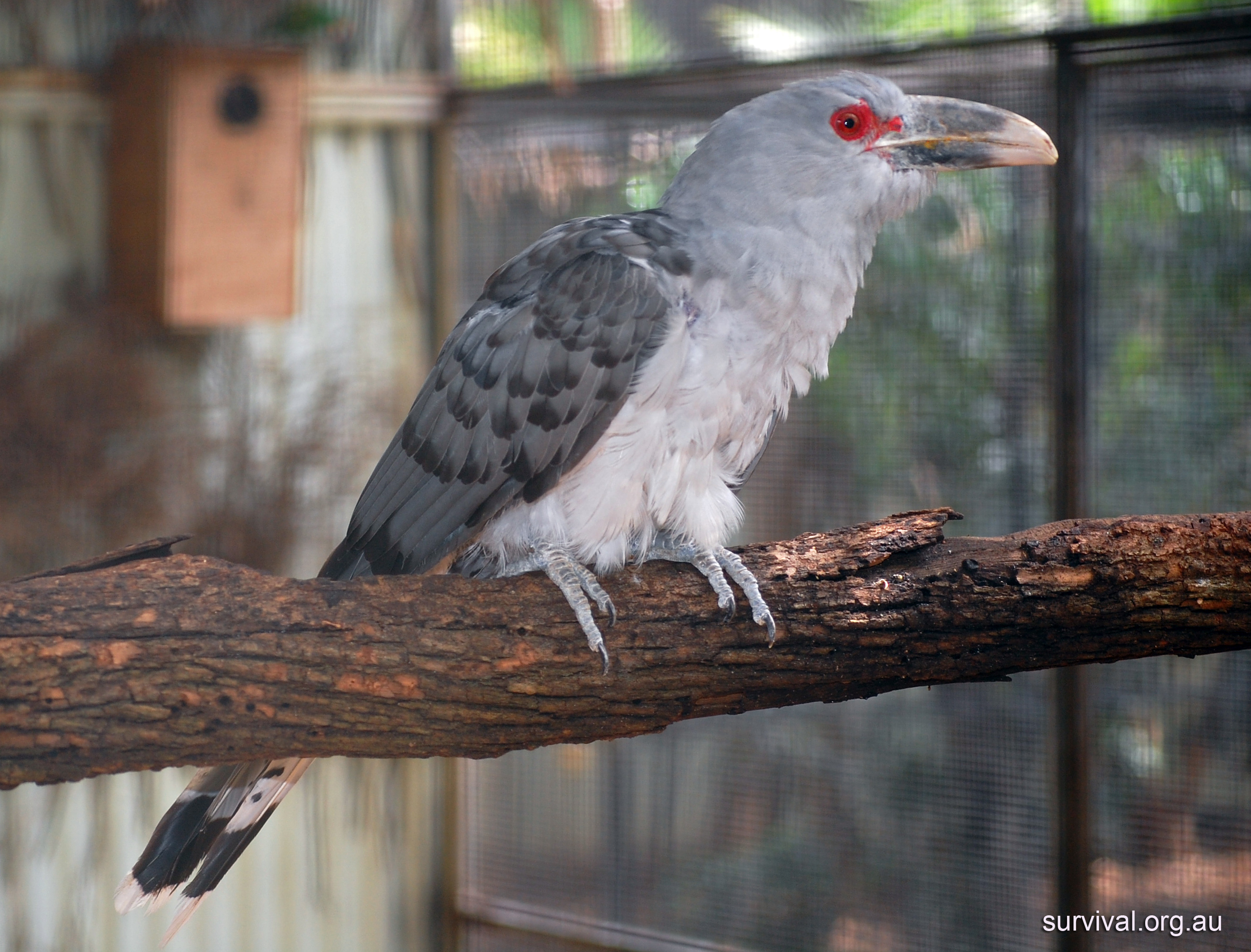 Channel-billed Cuckoo - Ark.au