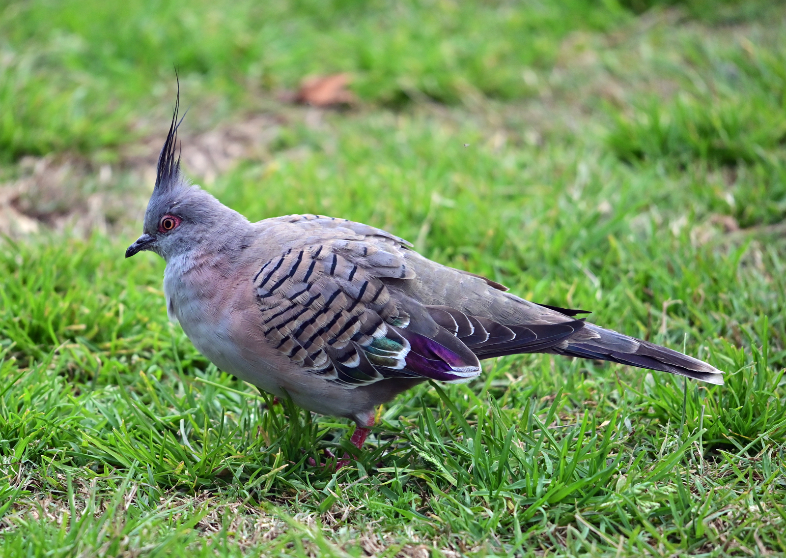 Crested Pigeon - Ark.au