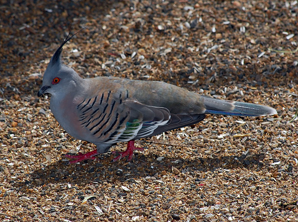 Crested Pigeon - Ark.au