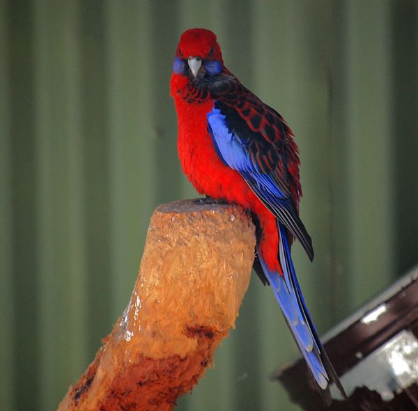 Crimson Rosella - Platycercus elegans - Ark.au