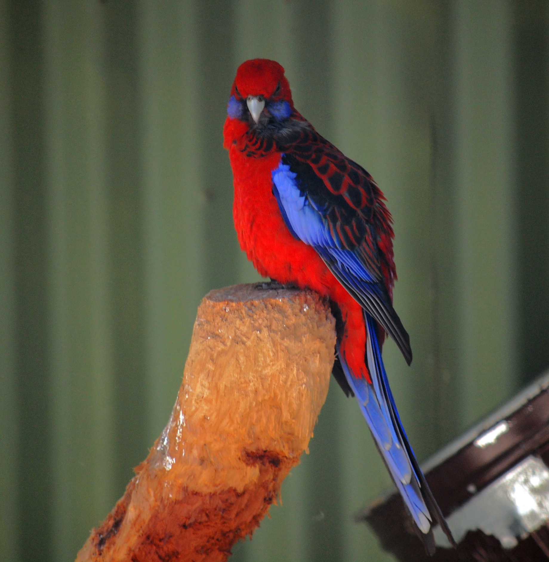 Crimson Rosella - Ark.au