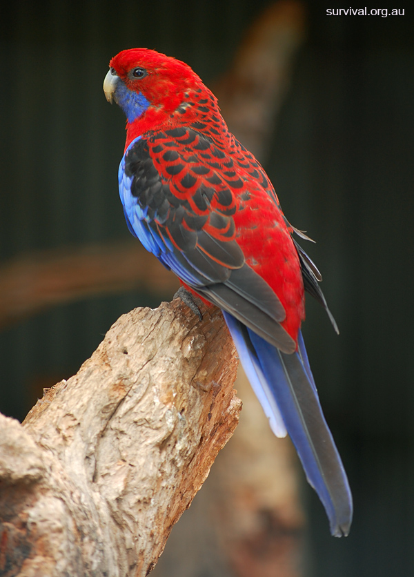 Crimson Rosella - Platycercus elegans - Ark.au